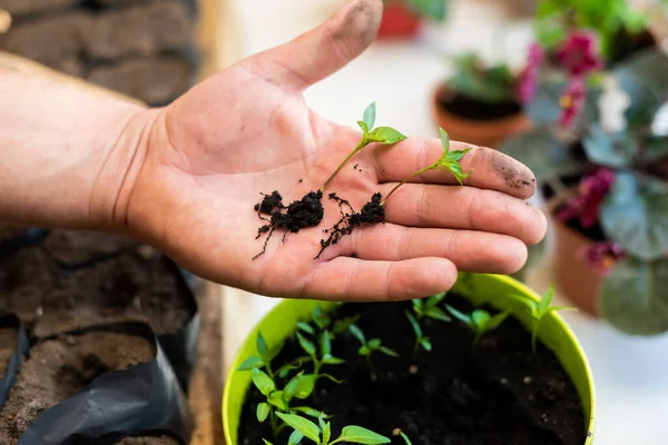 Erkek palmiyesinde kökü olan iki taze biber filizi.. 