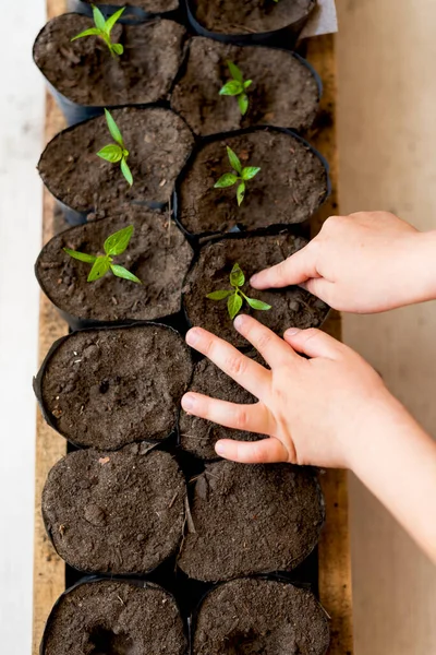 Children Fingers Gently Dive Young Sprout Pepper Separate Pot Soil — Stock Photo, Image