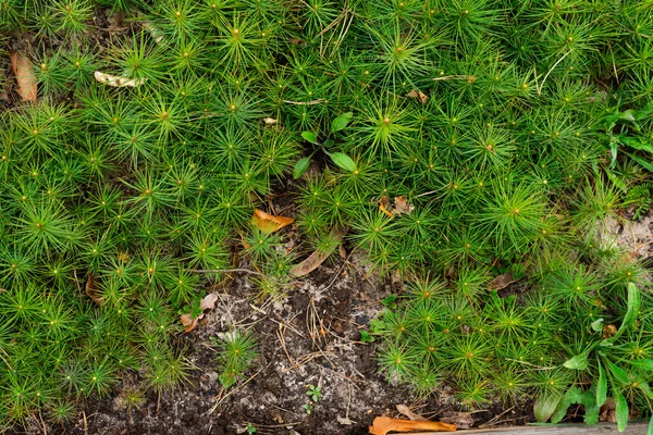 Latar Belakang Bibit Pohon Pinus Kecil — Stok Foto