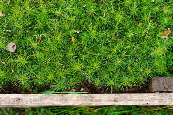 Bibit Pinus Kecil Tempat Tidur Kayu — Stok Foto