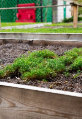 Tahta yataklarda küçük çam tohumları
