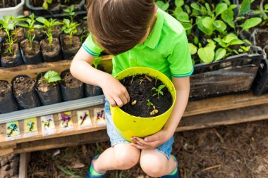 Çekici küçük çocuk elinde fidelerle bir saksı tutuyor ve bir serada sebze fidelerinin arasında mayıs böceği larvaları oynuyor.