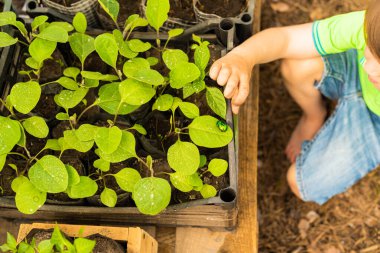 Küçük çocuk yeşillik içinde sebze fidelerinin yanında bronzoviklerle oynuyor.