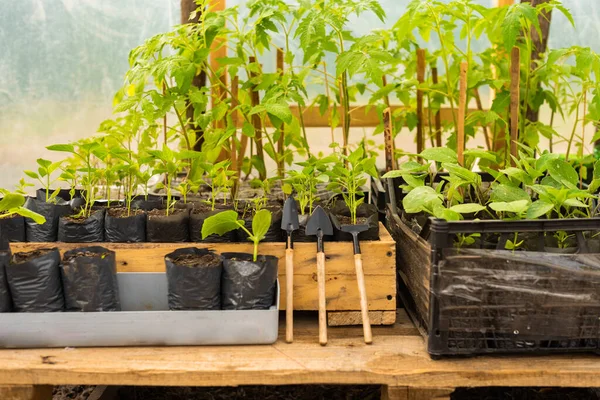 Bibit Sayuran Dengan Alat Alat Kebun Miniatur Greenhous — Stok Foto