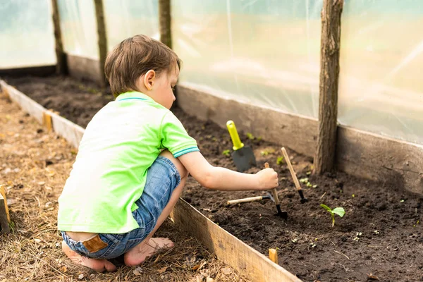 Niño Con Ropa Verde Está Plantando Plántulas Pepino Invernadero —  Fotos de Stock