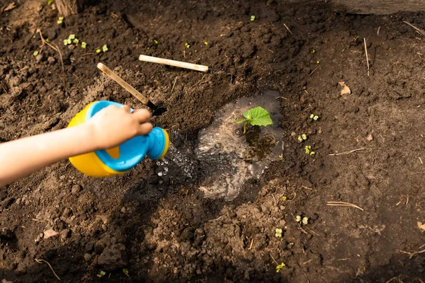 用小水罐浇灌的温室里的黄瓜幼苗 — 图库照片