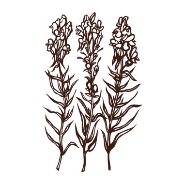 Aslanağzı. Snapdragon. Kır çiçekleri. Şifa herb. Vektör çizim.