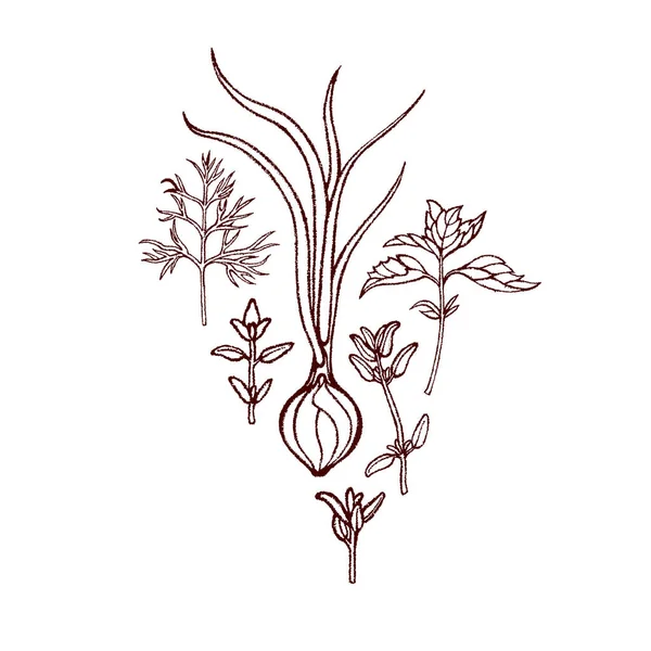 Conjunto de verduras verdes. Cebollas, eneldo, albahaca, tomillo. Hierbas picantes. Dibujado a mano. Ilustración vectorial . — Vector de stock