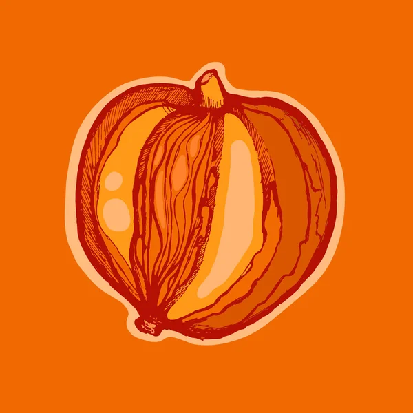 Kürbis. pflanzliche orange Farbe. Vektorillustration. — Stockvektor