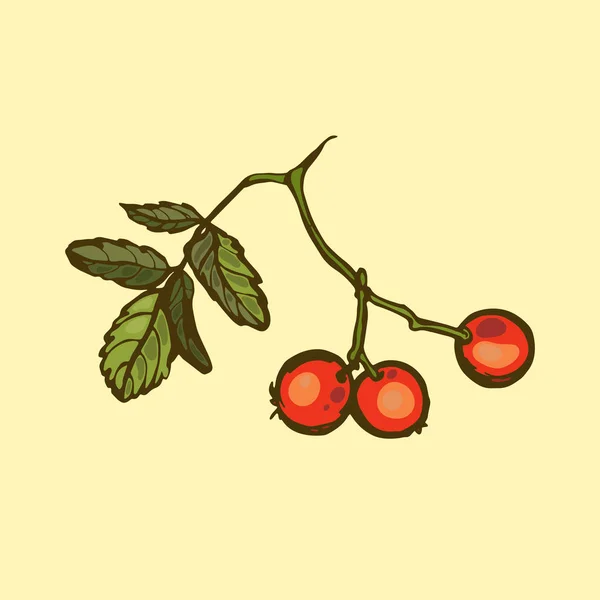 Vogelbeeren. Beeren und Blätter. Vektorillustration. — Stockvektor