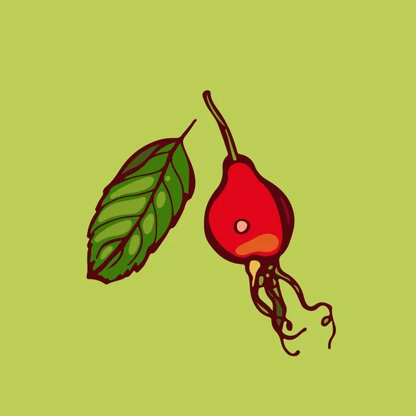Briar. Ovoce. Rostlina. Divoká růže. Vektorové ilustrace. — Stockový vektor