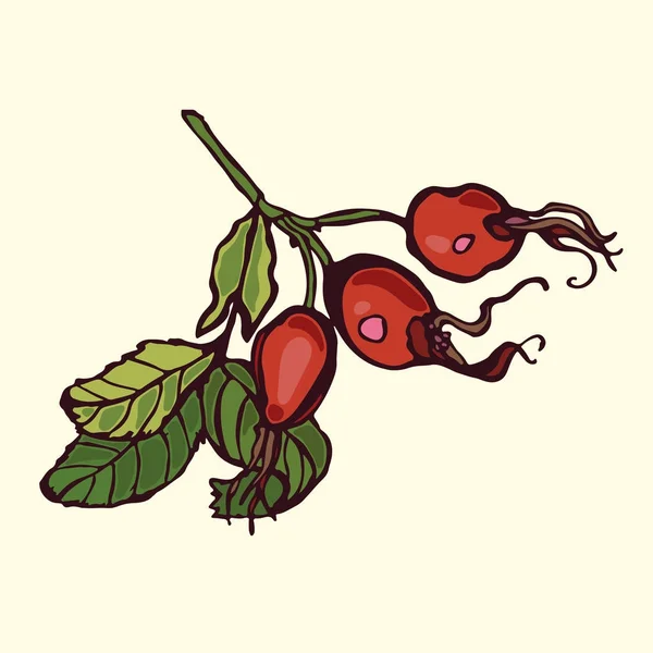 Wildrose. Hagebuttenbeeren. Beeren und Blätter. Vektorillustration. — Stockvektor