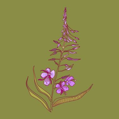 Chamaenerion. Kır çiçeği. Fireweed çiçek. Çay, tıbbi bitki. Vektör çizim.