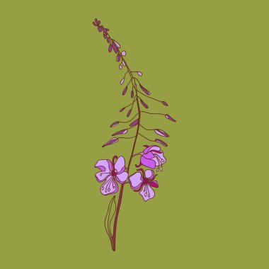 Chamaenerion. Kır çiçeği. Fireweed çiçek. Çay, tıbbi bitki. Vektör çizim.