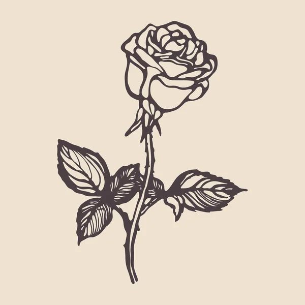 Vintage handgezeichnete Rose. Vektorillustration. — Stockvektor