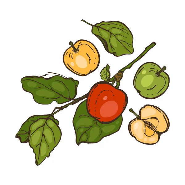 Μήλα σε έναν κλάδο που απομονώνονται σε λευκό φόντο. Φρούτα. Το φαγητό. Χέρι. — Διανυσματικό Αρχείο