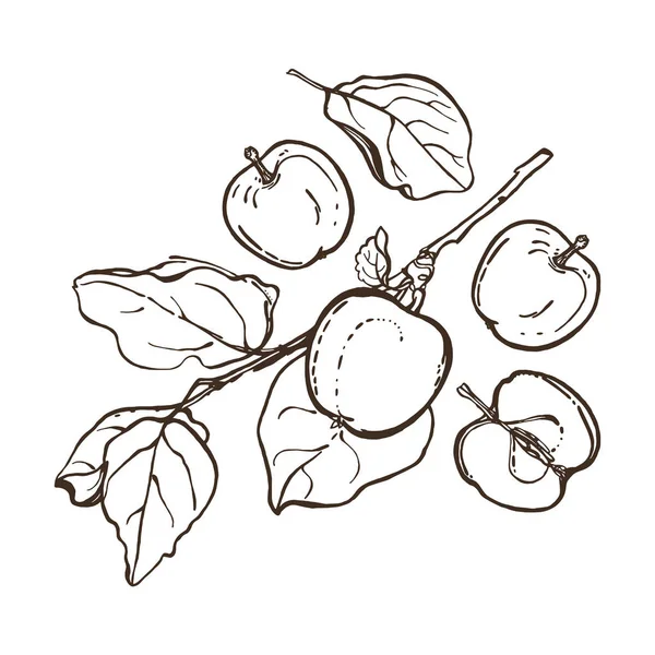 A levelek egy ágon alma. Állítsa be. Gyümölcsök botanikai gyűjteménye. Kézzel rajzolt. Vektoros illusztráció. — Stock Vector