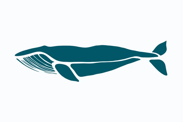 Blauwe vinvis. Balaenoptera musculus. Walvis geïsoleerd op een lichte achtergrond. Logo voor uw ontwerp. Inkt. Hand getrokken. — Stockvector