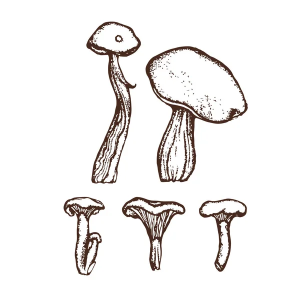 Coleção de cogumelos silvestres florestais. Boleto, chanterelles. Preparado. Desenhado à mão . —  Vetores de Stock