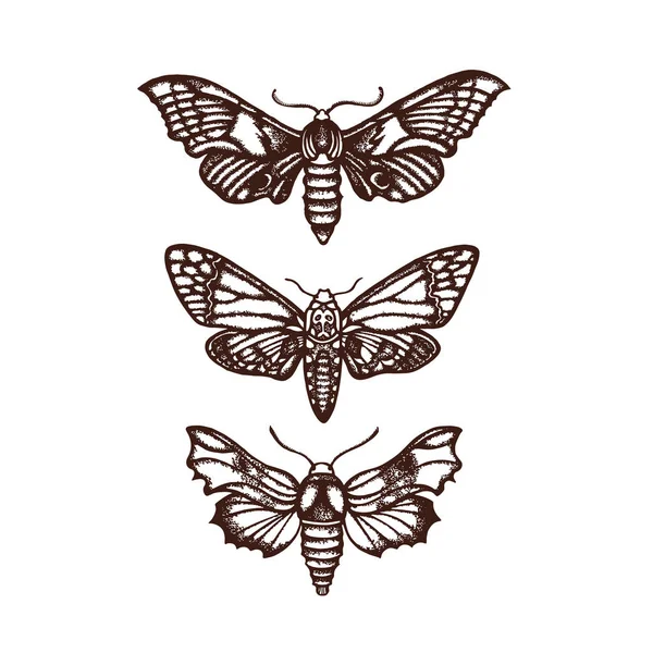 Nachtvlinders. Sphingidae, de pijlstaarten. Instellen, collectie. Hand getrokken. Vectorillustratie. — Stockvector