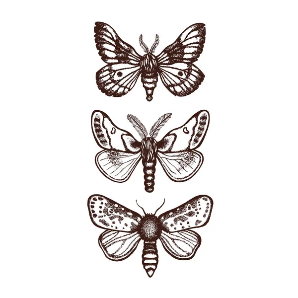 Motten. Sphingidae. Set, Kollektion. Handgezeichnet. Vektorillustration. — Stockvektor