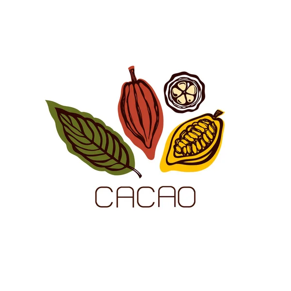 Kakao frukt och blad. Etikett. Handritad. Vektorillustration. — Stock vektor