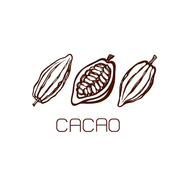 Kakao çekirdekleri meyve. Ayarlayın. Elle çizilmiş. Etiket. Logosunu görmeniz gerekir. Vektör çizim.