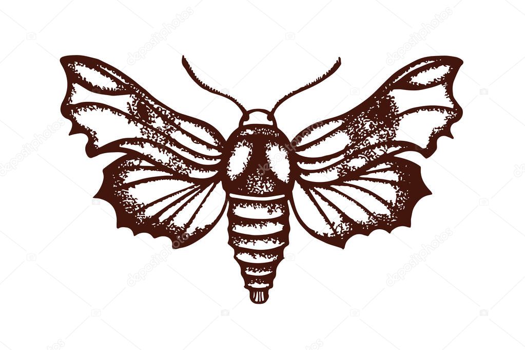 Hemaris fuciformis. Sphingidae. Insect. The biological illustration. Wildlife. Entomology. Hand drawn. Vector illustration.