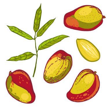Meyve Mango koleksiyonu. Tropikal küme. Elle çizilmiş tasarım öğeleri. Vektör çizim.