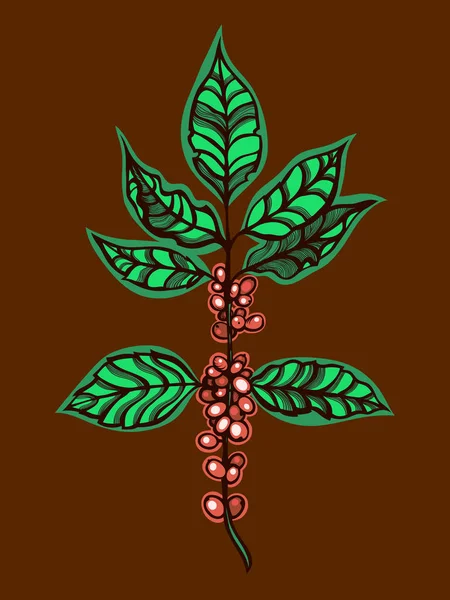 Kávovníku. Větve s listy a plody. Kávová zrna. Vektorové ilustrace. — Stockový vektor