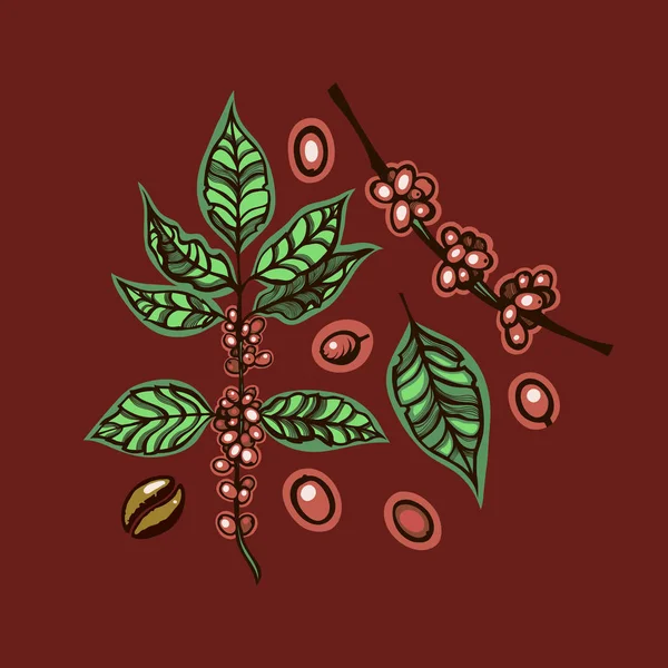 Káva. Botanická ilustrace. Bobule, větve a listy. — Stockový vektor
