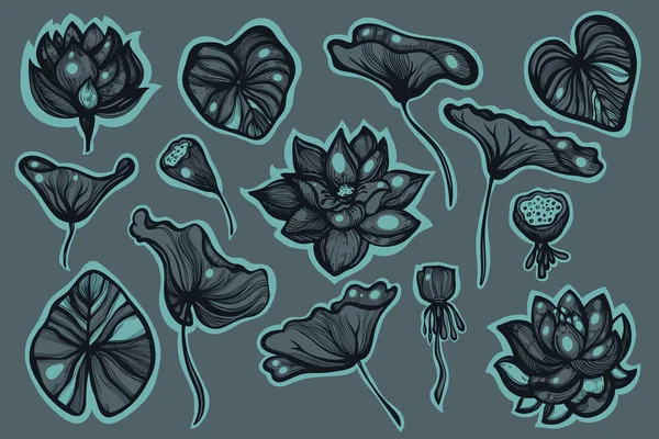 Nelumbo. Lotus. Blüten, Knospen, Blätter, Samenschoten. Skizze florale botanische Sammlung. Handgezeichnet. — Stockvektor