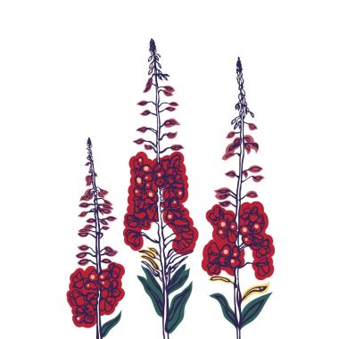 Epilobium angustifolium. Fireweed. Kır çiçekleri. Otlar çiçek açması durumda topluluğu. Geleneksel Rus içki, çay. Bitkisel ilaç. Vektör çizim.