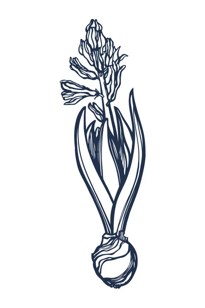 Hyacinthus. Plante bulbeuse en fleurs. Isolé sur fond blanc. Tiré à la main. Illustration vectorielle . — Image vectorielle