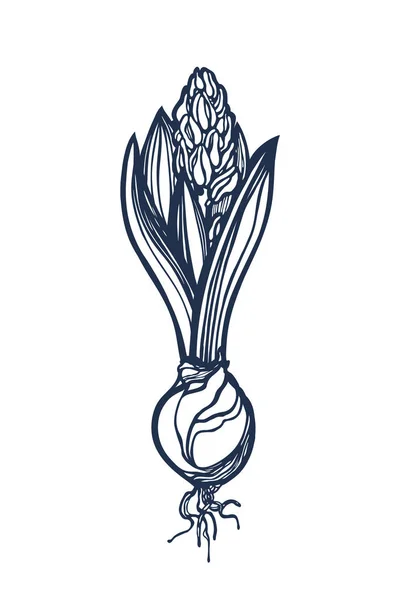 Гиацинт. Весенний цветок гиацинта цветет, приобретает цвет. Бад. Лампочка. Контурная графика. Ручная работа. Векторная иллюстрация . — стоковый вектор