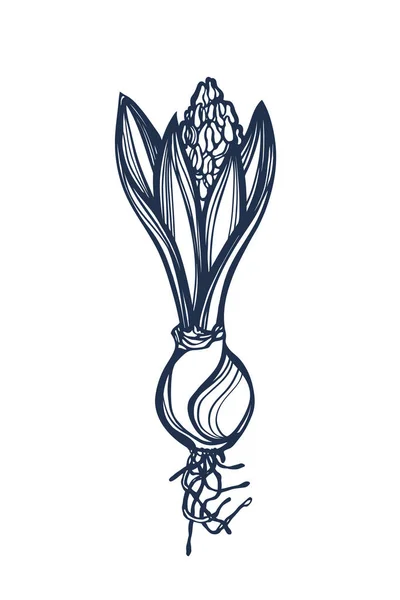 Hyacinthus. Spring flower hyacinth blossoming, gaining color. Bud. Bulb. Contour graphic. Hand drawn. Vector illustration. — Stock Vector
