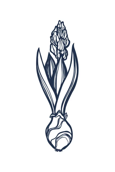 Hyacinthus. Spring flower hyacinten bloeien, verkrijgen van kleur. Bud. Lamp. Contour afbeelding. Hand getrokken. Vectorillustratie. — Stockvector