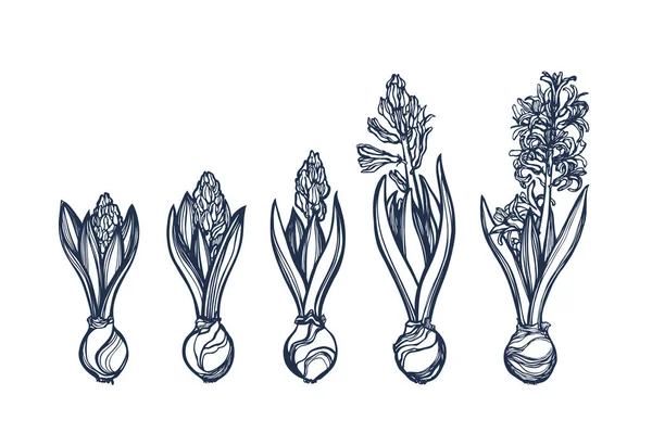 Ο Υάκινθος. Οικογένεια των φυτών του γένους σπαράγγια. Λουλούδι την άνοιξη. Βοτανική εικονογράφηση. Φάση οφθαλμός άνθισμα του λουλουδιού. Σετ συλλογής. Χέρι. — Διανυσματικό Αρχείο