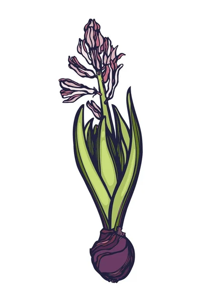 Hyacinthus. Geslacht asperges plantenfamilie. Voorjaar bloem. Botanische illustratie. Hand getrokken. Vector. — Stockvector