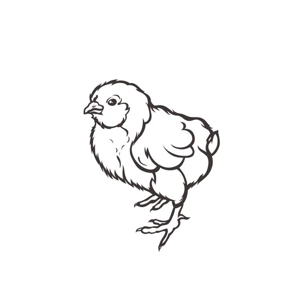 Chick. Aves. La agricultura. Crianza de ganado. Mano dibujada. Ilustración vectorial . — Vector de stock