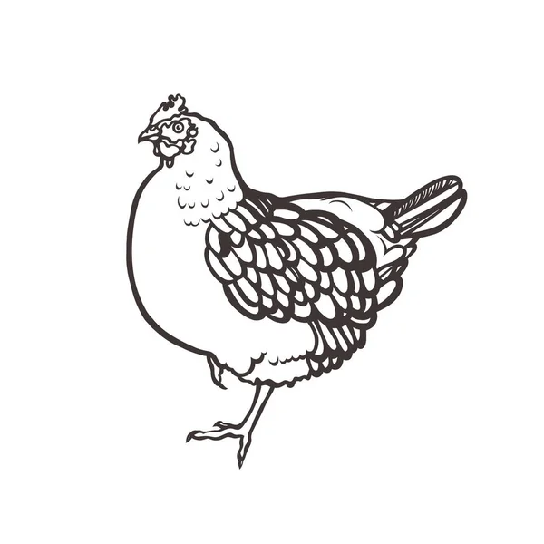 Pollo. Aves. Pájaro pintado con tinta. Etiqueta para productos de pollo. La agricultura. Crianza de ganado. Mano dibujada. Ilustración vectorial . — Vector de stock