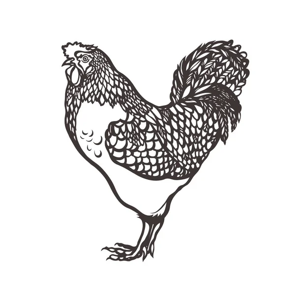 Hahn. Geflügel. Hahn mit Tinte gemalt. Etikett für Hühnerprodukte. Landwirtschaft. Viehhaltung. Handgezeichnet. Vektorillustration. — Stockvektor