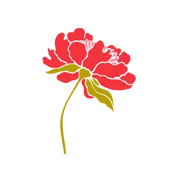 Paeonia. Pioen. Vectorillustratie. — Stockvector