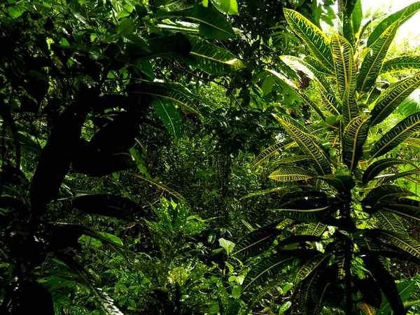 Tropical jungle plants, leaves — Stock Photo, Image