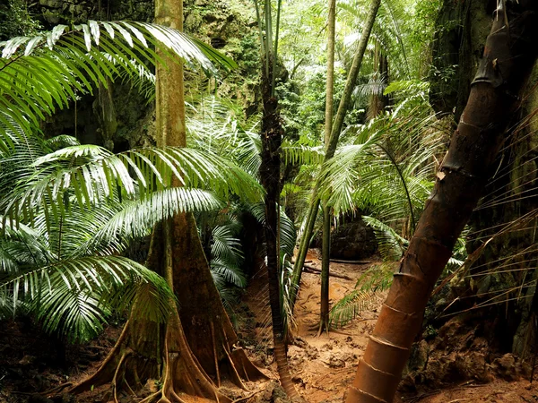 Trópusi dzsungel pass-thru az erdő — Stock Fotó