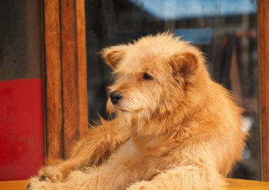 Büyük bir tüylü köpek portresi