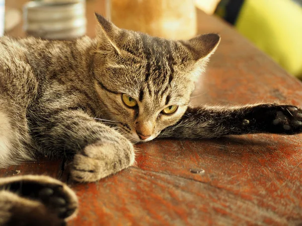 Nära håll om tabby katt — Stockfoto