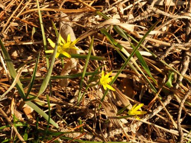 Ilk bahar çiçekleri. Sarı