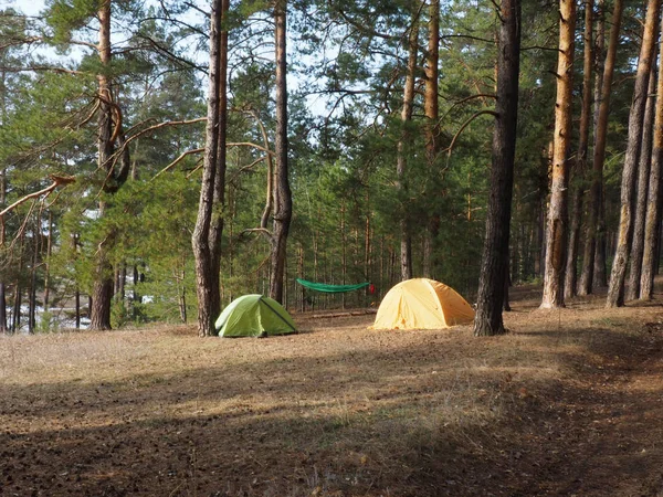 Кемпінг і намет під сосновим лісом на заході сонця — стокове фото