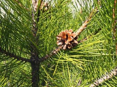 Külahlı ladin dalı